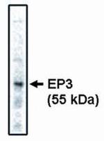 PTGER3 Monoclonal Antibody (5F5)