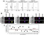 CD45 Antibody in Flow Cytometry (Flow)