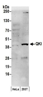 QKI Antibody in Western Blot (WB)