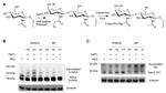 QKI Antibody in Western Blot (WB)