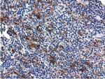 QPRT Antibody in Immunohistochemistry (Paraffin) (IHC (P))