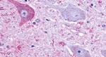 QRFPR Antibody in Immunohistochemistry (Paraffin) (IHC (P))