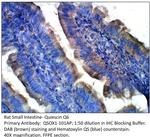 Quiescin Q6 Antibody in Immunohistochemistry (Paraffin) (IHC (P))
