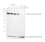 Rabbit anti-Goat IgG (H+L) Cross-Adsorbed Secondary Antibody, HRP