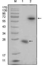 RSPO1 Monoclonal Antibody (7A6)