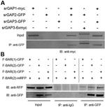 TagRFP Antibody in Western Blot (WB)