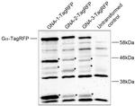 TagRFP Antibody in Western Blot (WB)