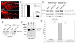 TagRFP Antibody in Western Blot, Immunoprecipitation (WB, IP)