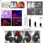 TagRFP Antibody in Immunohistochemistry (Paraffin) (IHC (P))