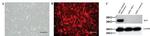 TagRFP Antibody in Western Blot (WB)