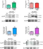 TagRFP Antibody in Western Blot (WB)