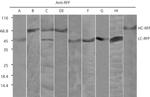 TagRFP Antibody in Western Blot (WB)