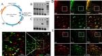 TagRFP Antibody in Immunocytochemistry (ICC/IF)