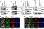 TagRFP Antibody in Immunocytochemistry (ICC/IF)