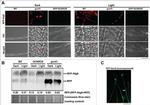 TagRFP Antibody in Western Blot (WB)
