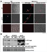 TagRFP Antibody in Western Blot (WB)