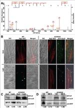 TagRFP Antibody in Western Blot, Immunoprecipitation (WB, IP)