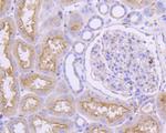 Beta Actin Antibody in Immunohistochemistry (Paraffin) (IHC (P))
