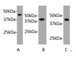 Beta Actin Antibody in Western Blot (WB)