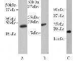 Histone H3 Antibody in Western Blot (WB)