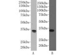 SOX2 Antibody in Western Blot (WB)
