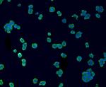 CD14 Antibody in Immunocytochemistry (ICC/IF)