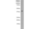 CD14 Antibody in Western Blot (WB)