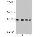GAPDH Antibody in Western Blot (WB)