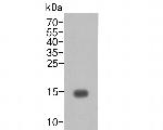 TNF alpha Antibody in Western Blot (WB)