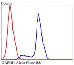 GAPDH Antibody in Flow Cytometry (Flow)