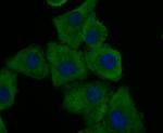 GAPDH Antibody in Immunocytochemistry (ICC/IF)