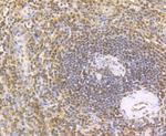 GAPDH Antibody in Immunohistochemistry (Paraffin) (IHC (P))
