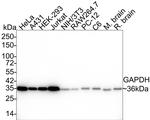 GAPDH Antibody in Western Blot (WB)