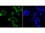 TRIM28 Antibody in Immunocytochemistry (ICC/IF)