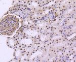 TRIM28 Antibody in Immunohistochemistry (Paraffin) (IHC (P))