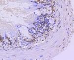 TRIM28 Antibody in Immunohistochemistry (Paraffin) (IHC (P))