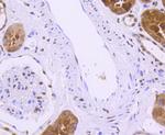TRIM28 Antibody in Immunohistochemistry (Paraffin) (IHC (P))