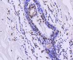TRIM28 Antibody in Immunohistochemistry (Paraffin) (IHC (P))