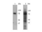 Transferrin Antibody in Western Blot (WB)