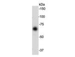Serum Albumin Antibody in Western Blot (WB)