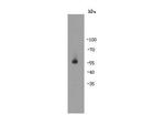 Autoimmune regulator (AIRE) Antibody in Western Blot (WB)
