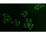 PCNA Antibody in Immunocytochemistry (ICC/IF)