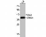 PCNA Antibody in Western Blot (WB)