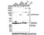 PCNA Antibody in Western Blot (WB)
