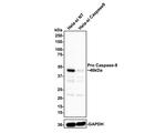 Active/Pro Caspase-9 Antibody in Immunohistochemistry (Paraffin) (IHC (P))