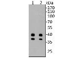 Active/Pro Caspase-9 Antibody in Western Blot (WB)
