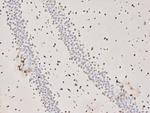 ESRRB Antibody in Immunohistochemistry (Paraffin) (IHC (P))