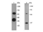 ESRRB Antibody in Western Blot (WB)