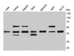 MAPK14 Antibody in Western Blot (WB)