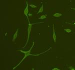 GFAP Antibody in Immunocytochemistry (ICC/IF)